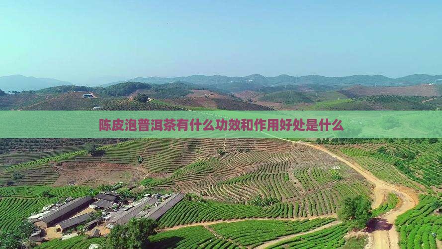 陈皮泡普洱茶有什么功效和作用好处是什么