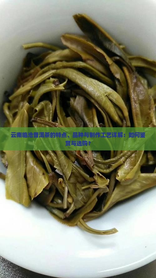 云南临沧普洱茶的特点、品种与制作工艺详解：如何鉴赏与选购？