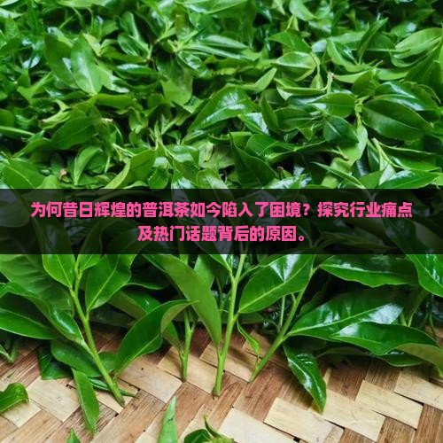 为何昔日辉煌的普洱茶如今陷入了困境？探究行业痛点及热门话题背后的原因。