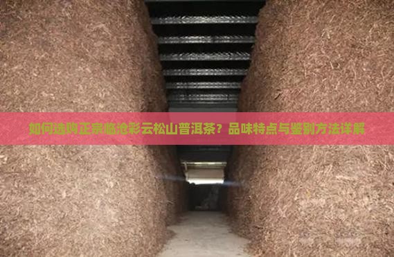 如何选购正宗临沧彩云松山普洱茶？品味特点与鉴别方法详解