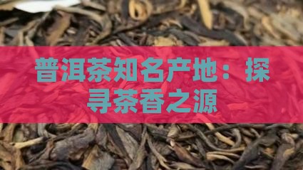 普洱茶知名产地：探寻茶香之源