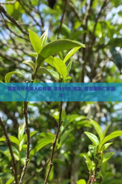 普洱茶月光美人价格表_京东价格_批发_普洱茶饼厂家图片
