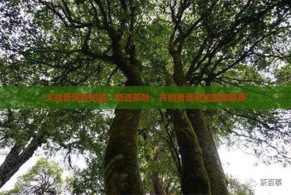 大益普洱茶加盟：精选茶叶，共创普洱茶加盟新篇章