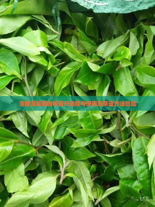泡普洱茶飘逸杯毫升选择与使用泡茶壶方法总结