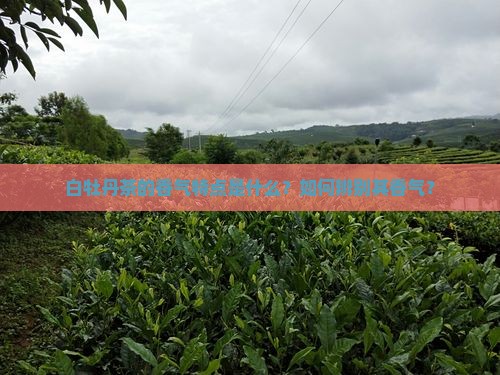 白牡丹茶的香气特点是什么？如何辨别其香气？