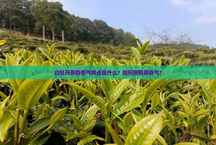 白牡丹茶的香气特点是什么？如何辨别其香气？