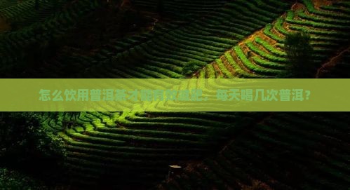 怎么饮用普洱茶才能有效减肥，每天喝几次普洱？