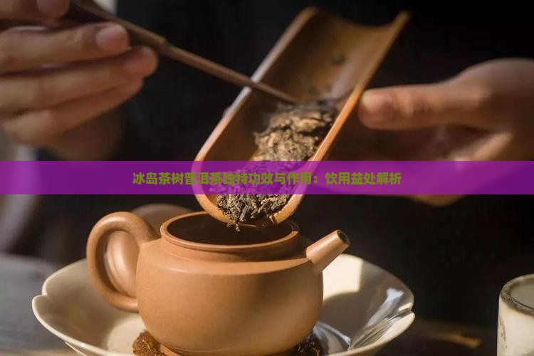 冰岛茶树普洱茶独特功效与作用：饮用益处解析