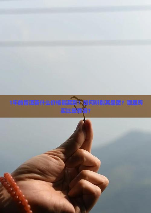 1年的普洱茶什么价格能买到？如何辨别其品质？哪里购买比较靠谱？