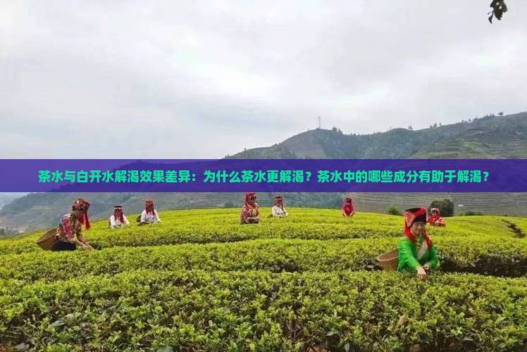 茶水与白开水解渴效果差异：为什么茶水更解渴？茶水中的哪些成分有助于解渴？