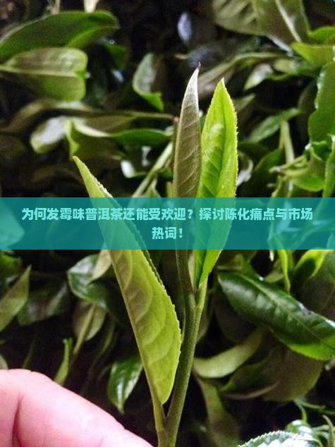 为何发霉味普洱茶还能受欢迎？探讨陈化痛点与市场热词！