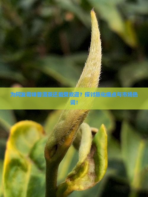 为何发霉味普洱茶还能受欢迎？探讨陈化痛点与市场热词！