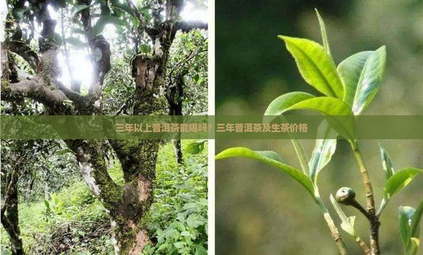 三年以上普洱茶能喝吗？三年普洱茶及生茶价格