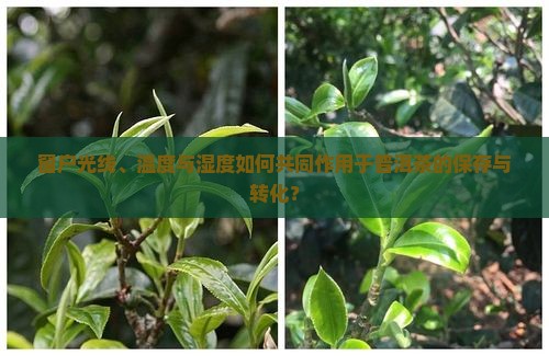 窗户光线、温度与湿度如何共同作用于普洱茶的保存与转化？