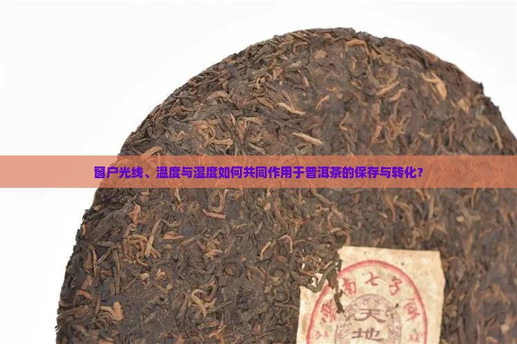 窗户光线、温度与湿度如何共同作用于普洱茶的保存与转化？