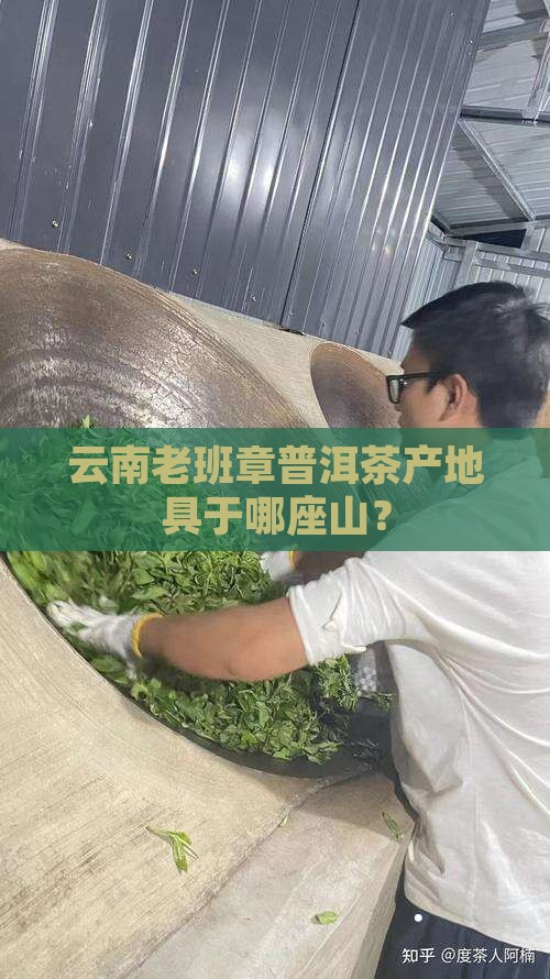 云南老班章普洱茶产地具于哪座山？