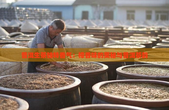 普洱生茶独特香气：樟香味的奥秘与普洱茶韵