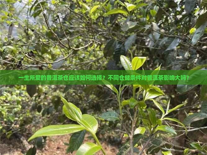 一生所爱的普洱茶仓应该如何选择？不同仓储条件对普洱茶影响大吗？