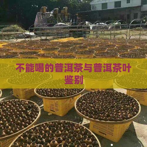 不能喝的普洱茶与普洱茶叶鉴别
