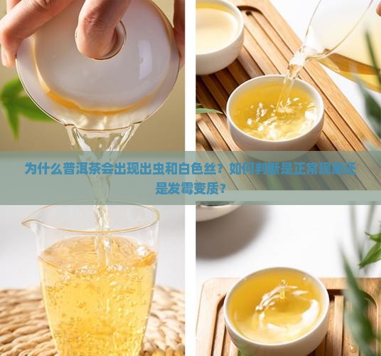 为什么普洱茶会出现出虫和白色丝？如何判断是正常现象还是发霉变质？