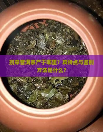 班章普洱茶产于哪里？其特点与鉴别方法是什么？
