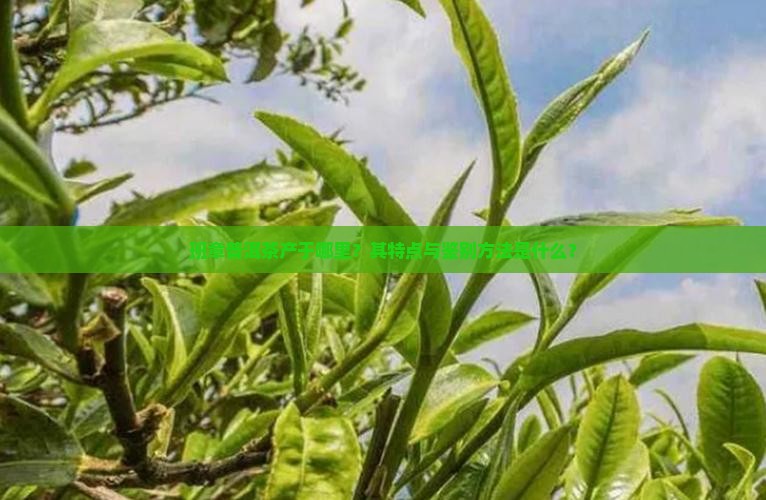 班章普洱茶产于哪里？其特点与鉴别方法是什么？