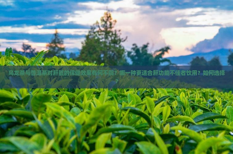 乌龙茶与普洱茶对肝脏的保健效果有何不同？哪一种更适合肝功能不佳者饮用？如何选择？