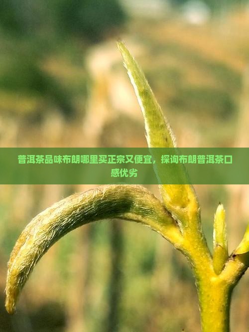 普洱茶品味布朗哪里买正宗又便宜，探询布朗普洱茶口感优劣