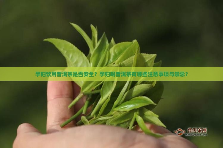 孕妇饮用普洱茶是否安全？孕妇喝普洱茶有哪些注意事项与禁忌？