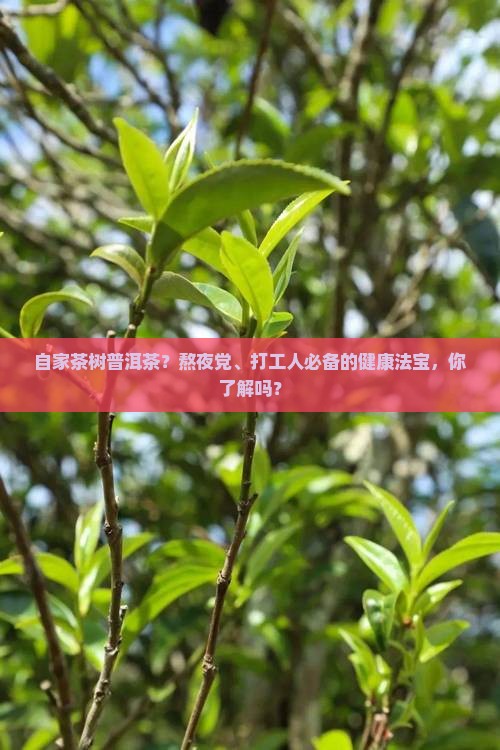 自家茶树普洱茶？熬夜党、打工人必备的健康法宝，你了解吗？