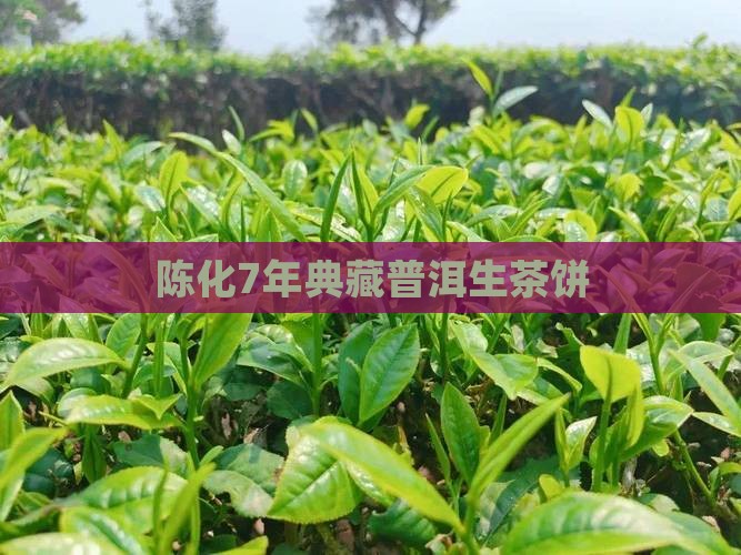 陈化7年典藏普洱生茶饼