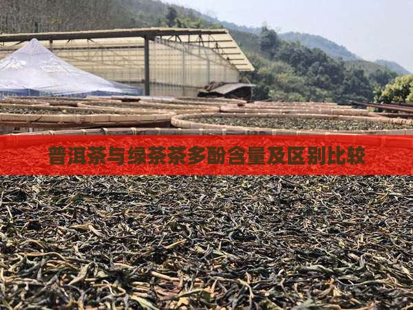 普洱茶与绿茶茶多酚含量及区别比较