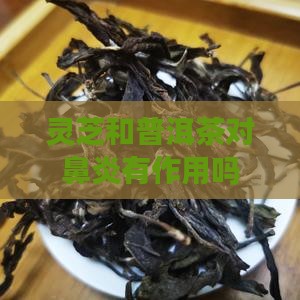 灵芝和普洱茶对鼻炎有作用吗