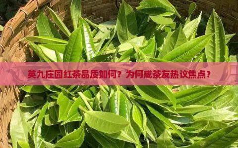 英九庄园红茶品质如何？为何成茶友热议焦点？