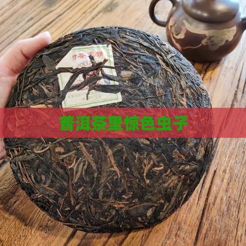 普洱茶里惊色虫子
