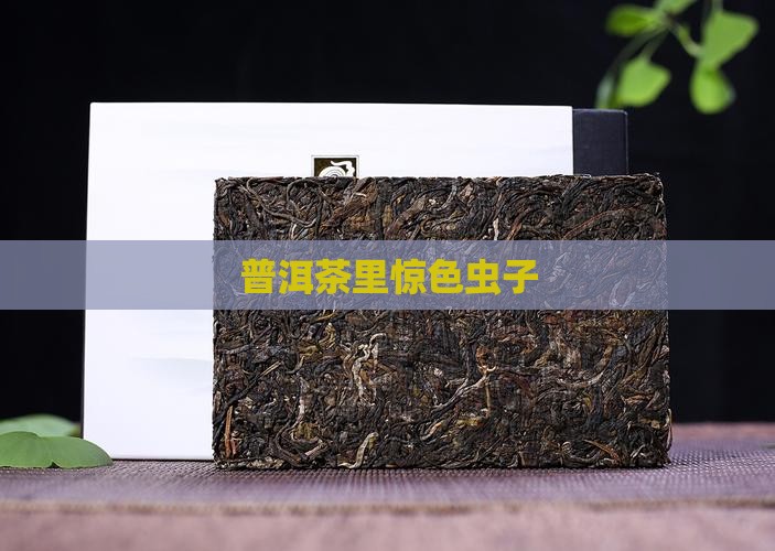 普洱茶里惊色虫子