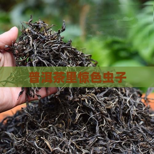 普洱茶里惊色虫子