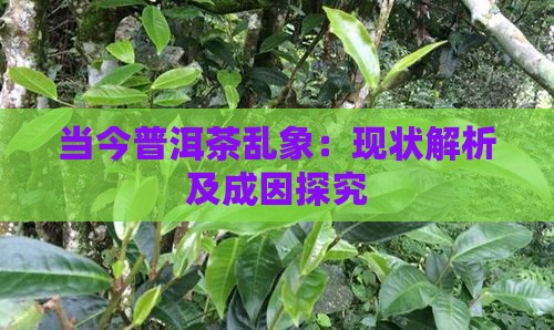 当今普洱茶乱象：现状解析及成因探究