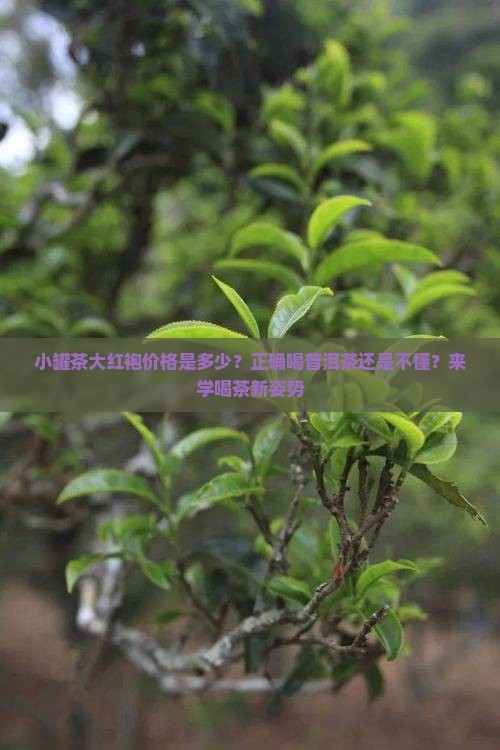 小罐茶大红袍价格是多少？正确喝普洱茶还是不懂？来学喝茶新姿势
