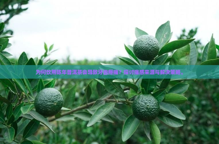 为何饮用陈年普洱茶会导致牙齿疼痛？探讨痛感来源与解决策略。