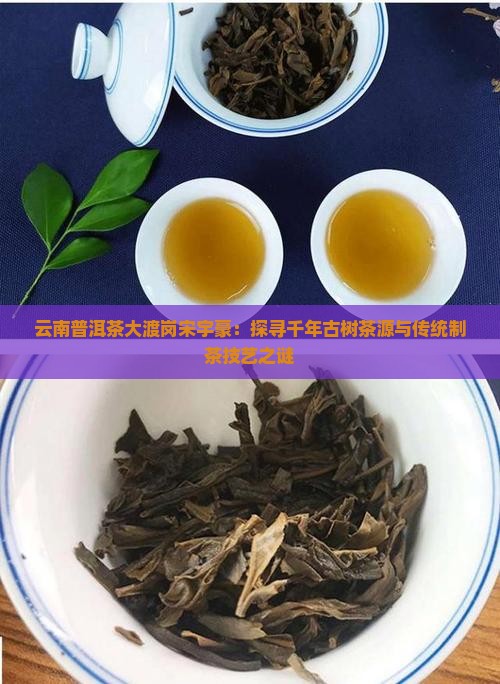 云南普洱茶大渡岗宋宇豪：探寻千年古树茶源与传统制茶技艺之谜