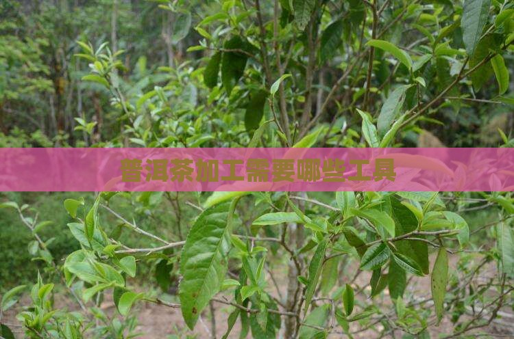 普洱茶加工需要哪些工具