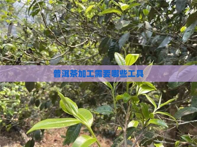 普洱茶加工需要哪些工具