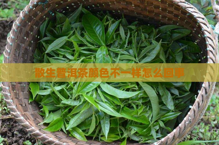 散生普洱茶颜色不一样怎么回事