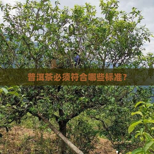 普洱茶必须符合哪些标准？