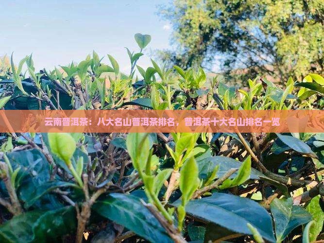 云南普洱茶：八大名山普洱茶排名，普洱茶十大名山排名一览