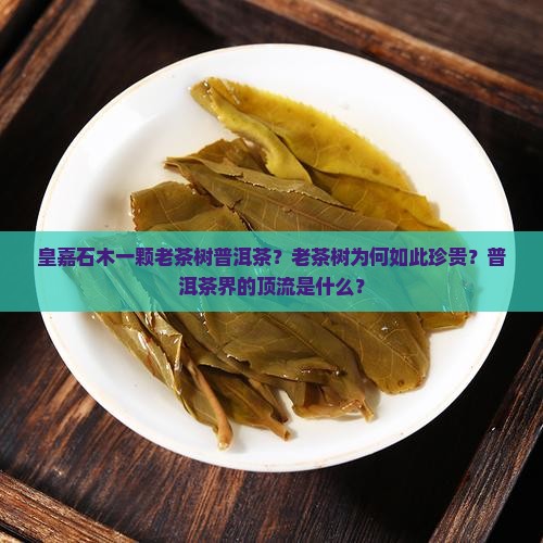 皇嘉石木一颗老茶树普洱茶？老茶树为何如此珍贵？普洱茶界的顶流是什么？