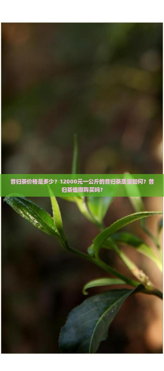 昔归茶价格是多少？12000元一公斤的昔归茶质量如何？昔归茶值得购买吗？