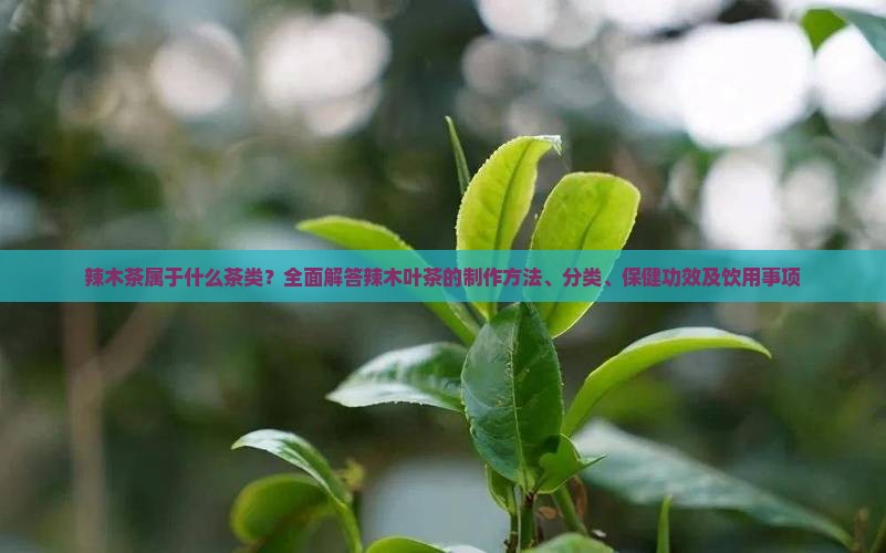 辣木茶属于什么茶类？全面解答辣木叶茶的制作方法、分类、保健功效及饮用事项