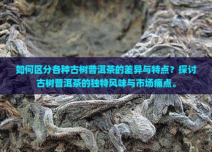 如何区分各种古树普洱茶的差异与特点？探讨古树普洱茶的独特风味与市场痛点。